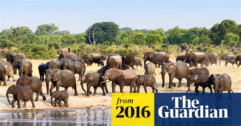 African Elephants Killed Faster Than They Are Being Born Illegal