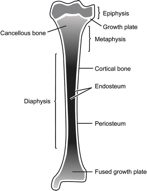 Labeling portions of a long bone learn with flashcards. Label The Long Bone Diagram And Match The Letter That Corresponds To The Description : Landmark ...