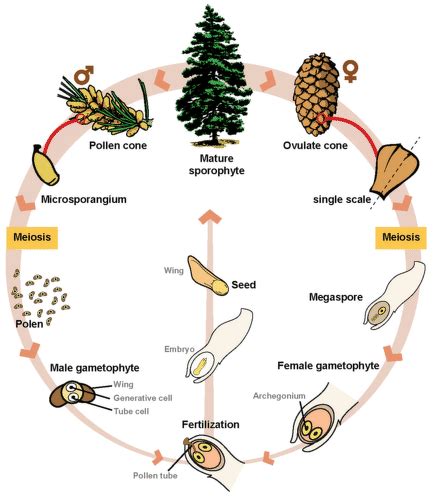 Schematically Represent Life Cycle Of A Gymnosperm Biology Plant