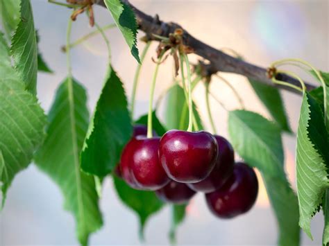 How To Plant Cherry Seeds And Grow A Tree Of Your Very Own
