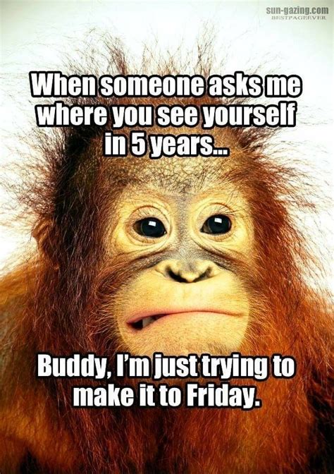 Pin By Lorenvale On Haha Monkeys Funny Funny Funny One Liners