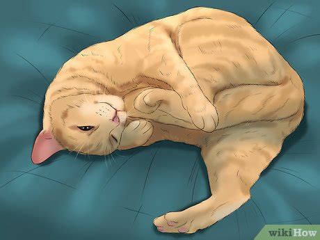 How To Determine The Sex Of A Kitten Steps With Pictures