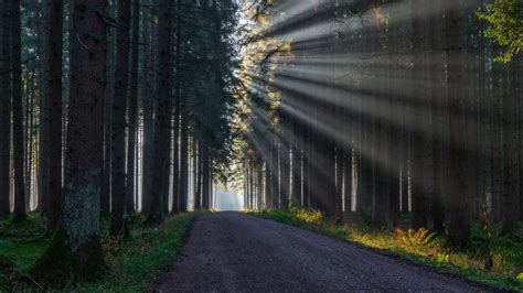 Forest Road And Sunbeam Between Trees 4k Hd Nature Wallpapers Hd