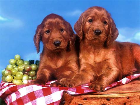 Aww Cute Puppies Wallpaper 31466996 Fanpop