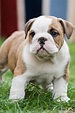 Bulldog Puppy | Baby Bulldog Puppies Photographies | Bulldog puppies ...