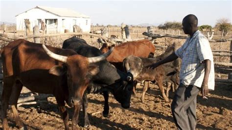 Zimbabwe Farmers Benefit From Cattle Collateral Bbc News
