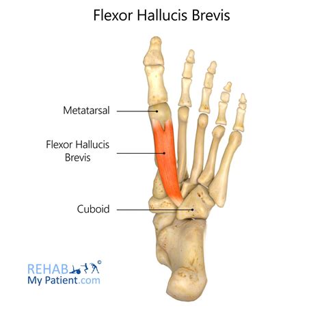 Flexor Hallucis Brevis Rehab My Patient