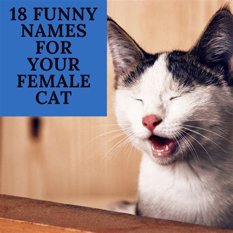 18 Funny Female Cat Names Inspired By Movies Pethelpful
