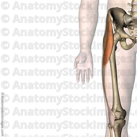 Anatomy Stock Images Knee Musculus Tensor Fascitae Latae Muscle