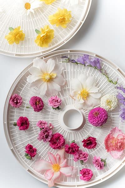 Food dehydrators work well for drying flowers. How to Dry Flowers - We Tested 5 Different Methods to Find ...