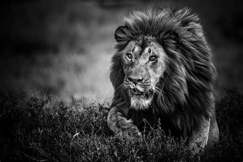 Laurent Baheux Photographe Animalier Interview Des Lions Et Des Hommes