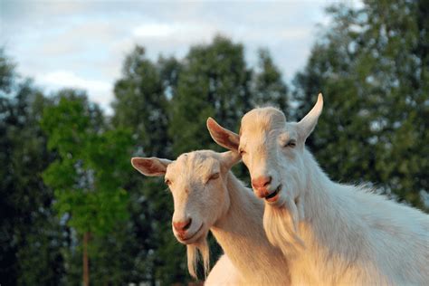 8 Goats That Have Wattles Pictures