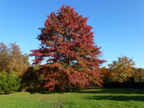 Quercus Palustris Pin Oak Leafland Limited Best Price Buy Trees