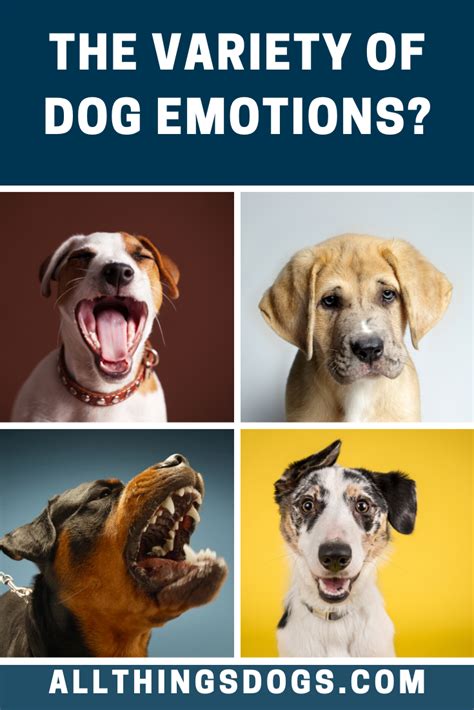 Dog Emotions Dog Emotions Do Dogs Smile Dogs