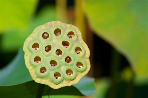 Is Trypophobia A Real Phobia Popular Science