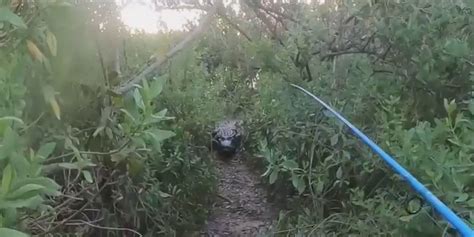 Alligator Chases Florida Man While Tarpon Fishing Fox News Video