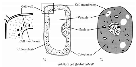 What is an animal cell? NCERT Solutions for Class 8 Science Chapter 8 Cell ...