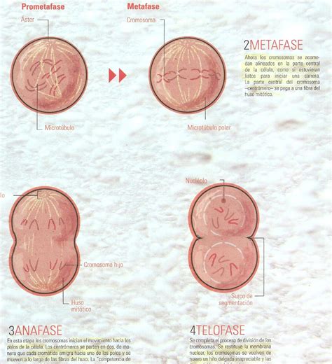 Planeta Verde Fases De La Mitosis