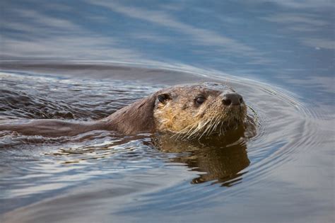 图片素材 性质 湿 可爱 野生动物 毛皮 肖像 动物群 游泳的 头 密封 脊椎动物 海豹 海獭 黄鼠狼 海洋