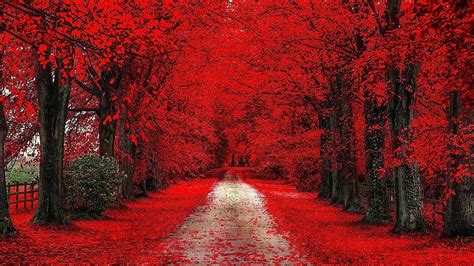 Red Leaf Trees Nature Hd Wallpaper Wallpaper Flare
