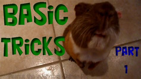 Amazing Basic Guinea Pig Tricks Youtube
