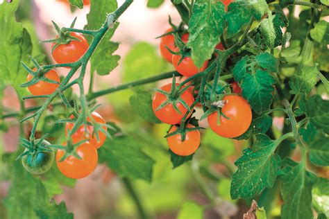 Tomatoes Sow In Spring For A Tasty Summer Crop The