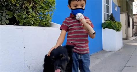 Video El Conmovedor Reportaje Que Hizo Un Niño Sobre Los Perros