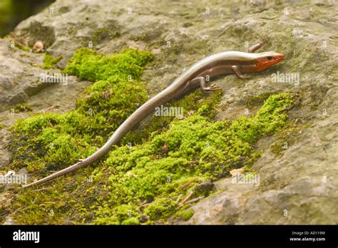 Five Lined Skink Eumeces Fasciatus Barry County Missouri Usa 10 May