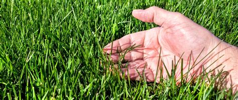 Best Grass By Far Tall Fescue And Kentucky Blue Grass Mix Lehigh