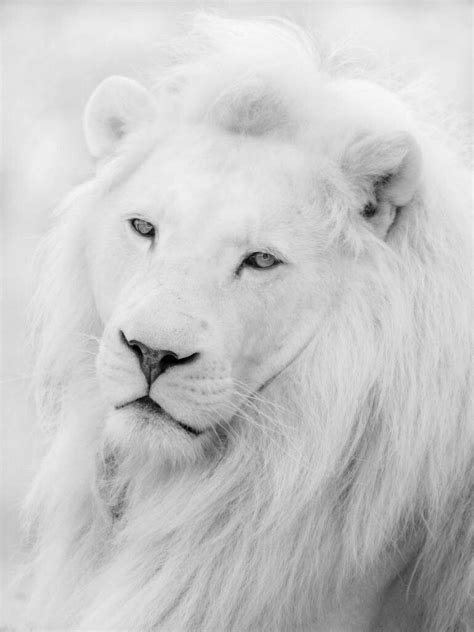 White Lion Beautiful Lion Images Lion Pictures Animal Pictures