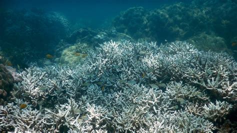 The Great Barrier Reef Is Dying Even Faster Than Before Heres Why