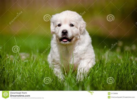 Golden Retriever Puppy Outdoors Stock Photo Image Of Look Puppy