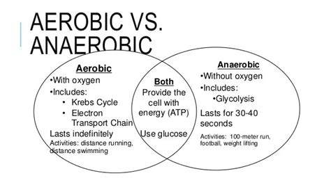 What Is The Differences Between Aerobic And Anaerobic Respiration My