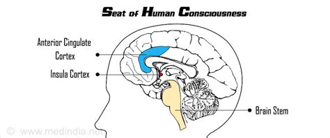 Where Consciousness Resides In The Brain Rose City Therapeutics
