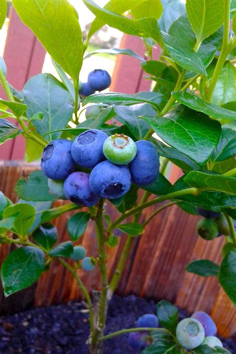 How Do You Grow Blueberries In A Pot Better Homes And