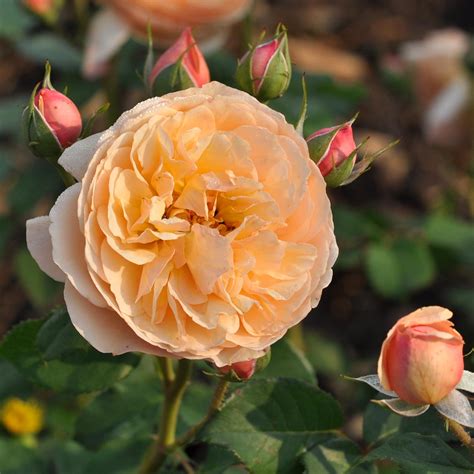 Rosa Eveline Wild Rosier à Fleurs Doubles Abricot Aux Parfum Et Goût