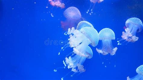 Jellyfish Medusas Water Stock Video Video Of Jellyfish 137394921