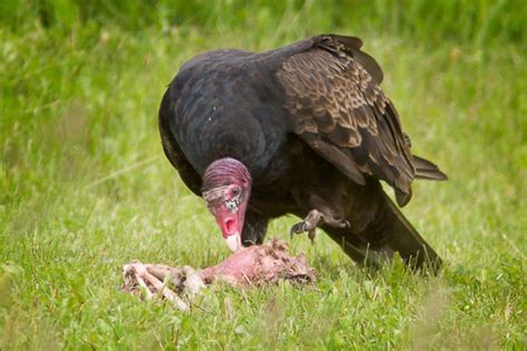 Turkey Vulture Eating Carrion Mike Lascut Photography