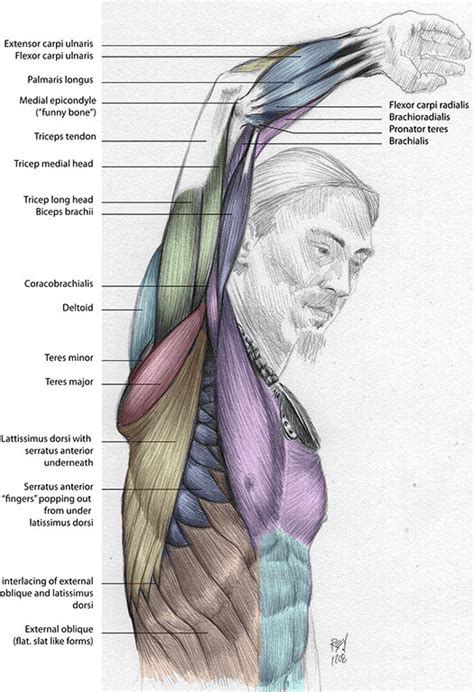 Reys Anatomy Anatomy Drawingsballpoint Pen And Or Digital