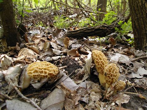 Mid Missouri Morels And Mushrooms A Bad Day Morel Hunting Is Better