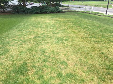 Turfgrass Diseases Flourish As Rain And High Humidity Persist