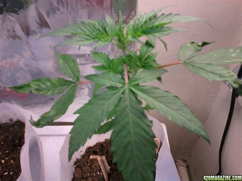 Wilting leaves can be a symptom of both underwatering and overwatering the plants. How can I tell whether my drooping plant is overwatered or ...