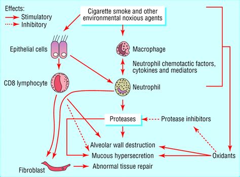 😍 Pathophysiology Of Copd Essay Pathophysiology Of Copd What Happens In The Lungs Causes And
