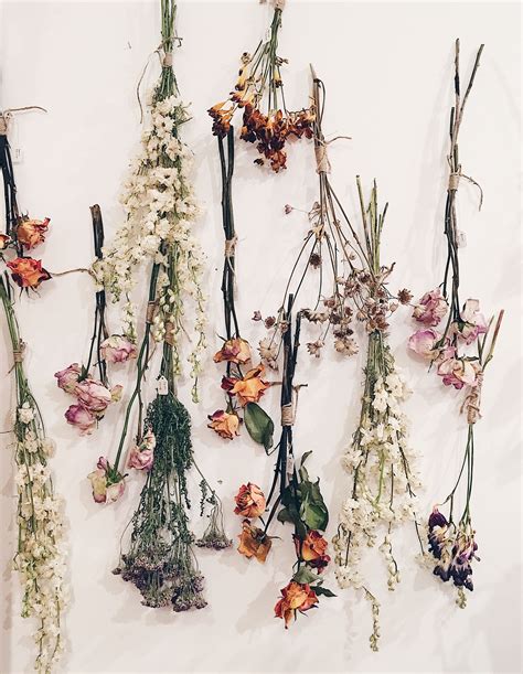 Dried Aesthetic Flowers References Mdqahtani
