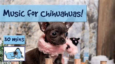Do Chihuahuas Ever Calm Down
