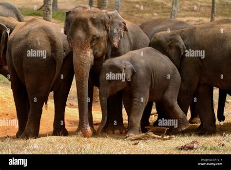 Orfanato De Elefantes Pinnawala Sri Lanka Donde Los Elefantes Son Tomadas Para Bañarse En El Río