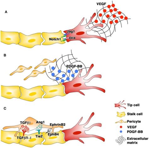 The Phases Of Blood Vessel Growth And The Main Signalin Open I