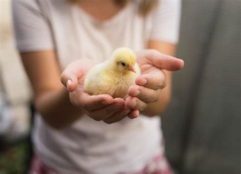 How To Raise And Take Care Of Baby Chicks Nature S Best