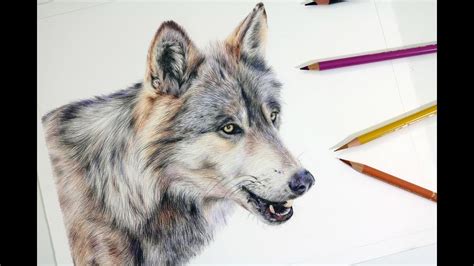 Ikuti kak yoko ya step by stepnya yaa. HOW TO DRAW A REALISTIC WOLF | Colored Pencil Drawing ...