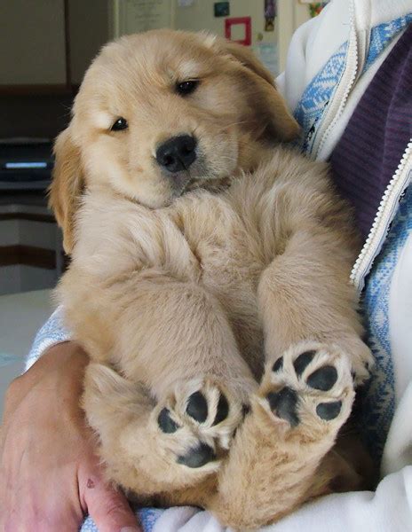25 Photos That Prove Golden Retrievers Are The Cutest Puppies